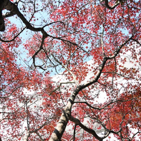 1744274258715557.jpg IMG_20241220_221351(1)_副本.jpg